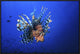 Lionfish, 30"x20"
