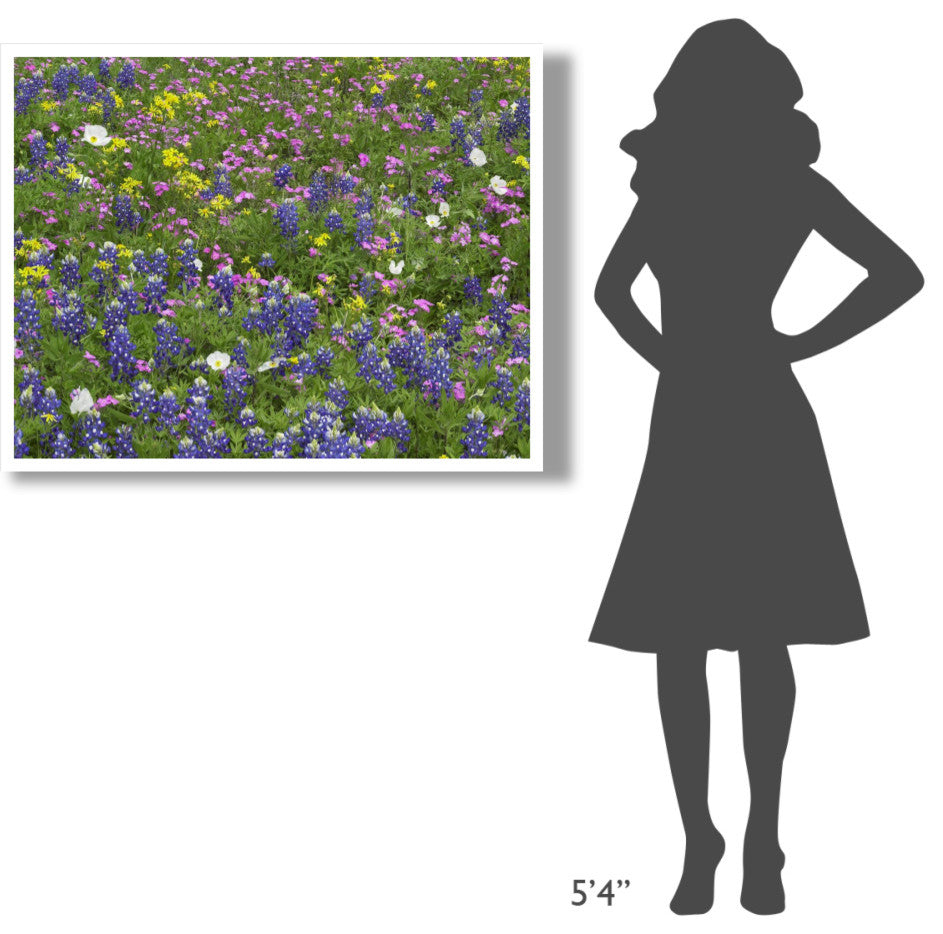 "Sand Bluebonnet flowers, Hill Country, Texas" Print by Tim Fitzharris, 42"x32"