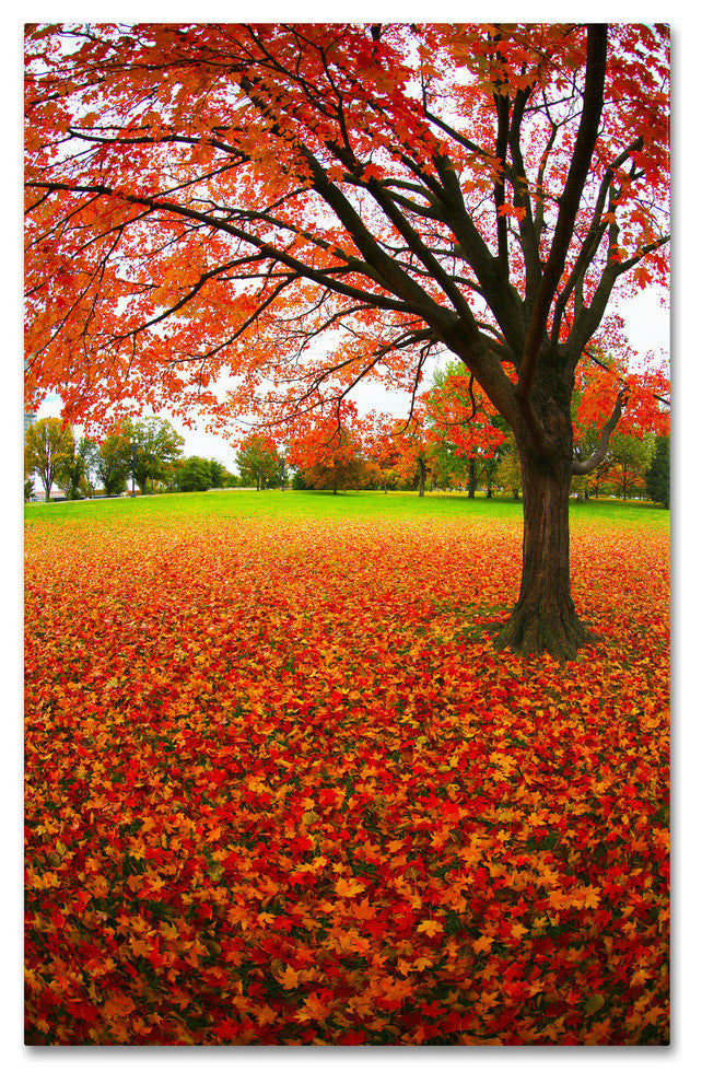'Autumn Expressions' Canvas Art by CATeyes