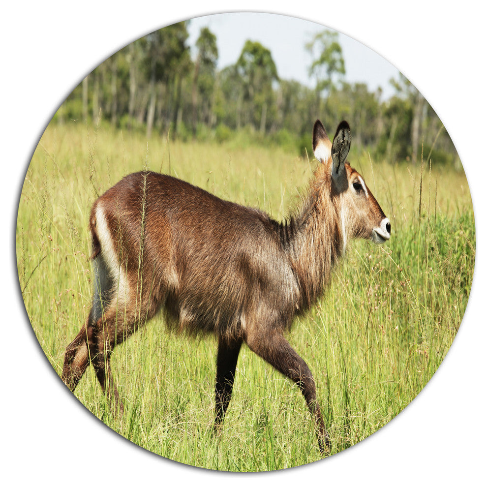 Waterbuck Antelope In Green Grass, African Disc Metal Wall Art, 36"