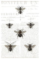 "Bee Botanical Gray" Digital Paper Print by Sue Schlabach, 22"x32"