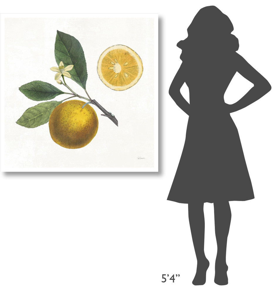 "Classic Citrus II" Digital Paper Print by Sue Schlabach, 38"x38"