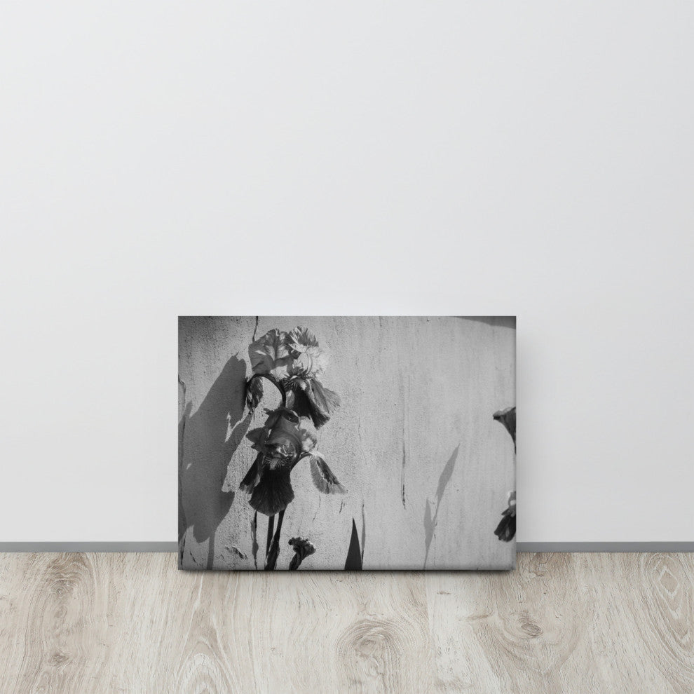 Iris on Wall Black and White Floral Nature Photo Canvas Wall Art Print, 12" X 16"