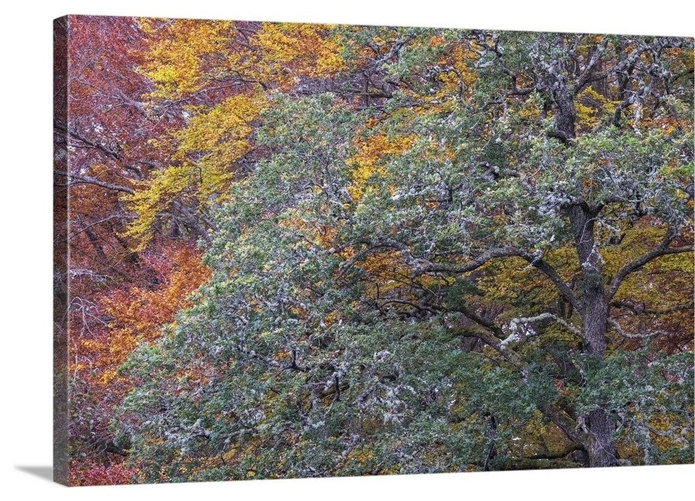 "Autumns Progress" Wrapped Canvas Art Print, 24"x16"x1.5"