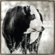 30x30 Dude, Framed Artwork, Silver