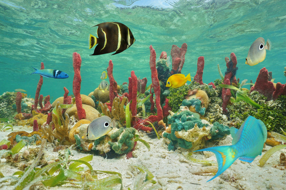 Colorful Tropical Fish Marine Life Coral Reef Wildlife Photo Canvas Art Print, 16" X 20"