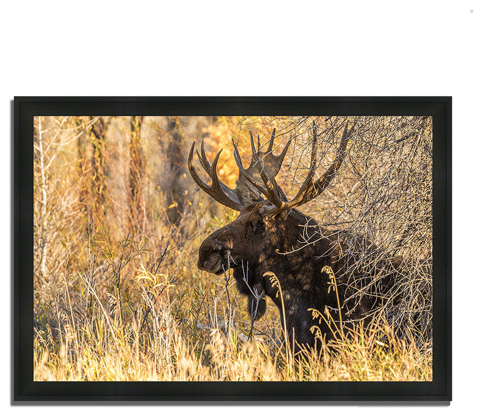 "Black Antler Moose", Framed Photograph Print, Ready To Hang