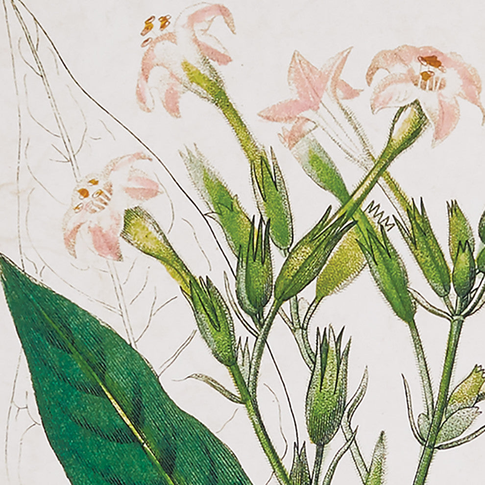4-Piece Meadow Botanical Study Set