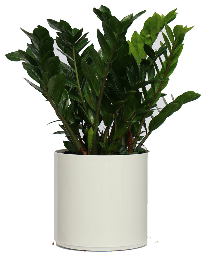 Live 2' Zamioculcas Zamiifolia (ZZ) Package, White