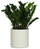 Live 2' Zamioculcas Zamiifolia (ZZ) Package, White