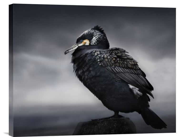 "Chief" Stretched Canvas Giclee by Martin Eilertsen, 20x16"