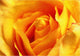 Our Original Collection Yellow Rose in Bloom, Gallery Wrapped Canvas, 18"x27"