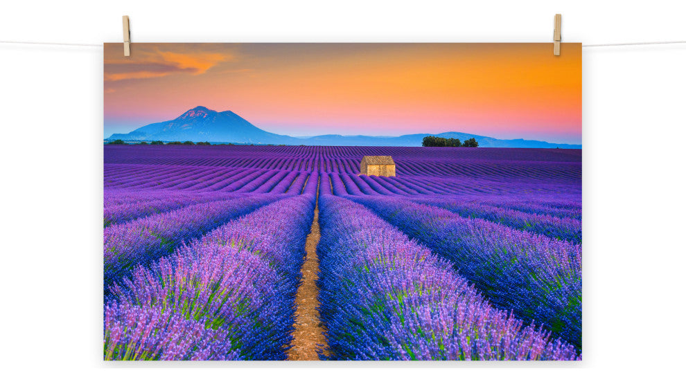 Blooming Lavender Field and Sunset Landscape Photo Unframed Wall Art Prints, 12" X 16"