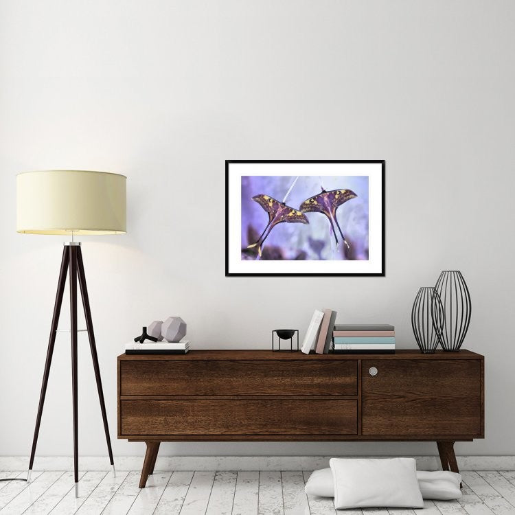 "Actias" Framed Digital Print by Jimmy Hoffman, 38"x28"