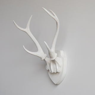 Deer Antler Mount, White Antlers And Plaque, White