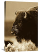 "American Bison Portrait In Snow, North America - Sepia" Artwork, 20" x 30"