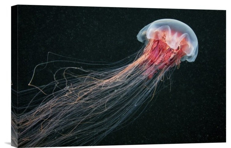 "Longtail" Stretched Canvas Giclee by Alexander Semenov, 18x12"
