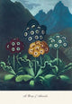 A Group of Auricles - Gallery Wrapped Canvas Art 28" x 42"