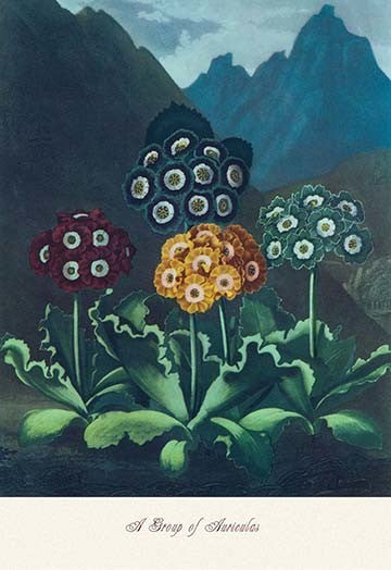 A Group of Auricles - Gallery Wrapped Canvas Art 28" x 42"