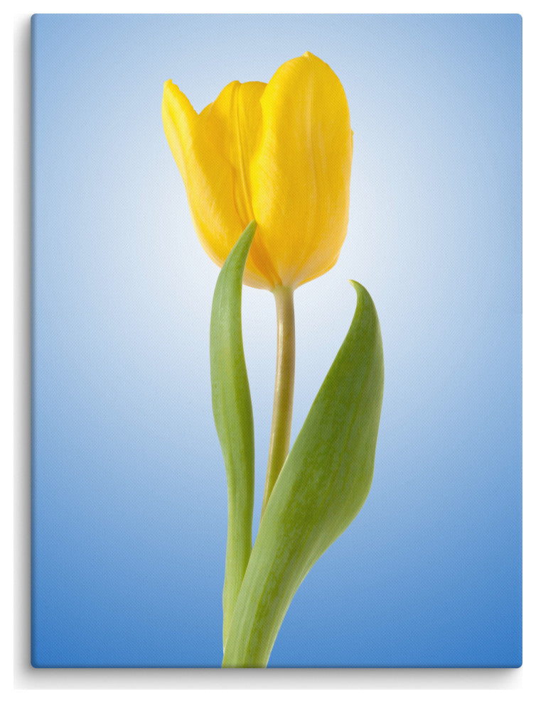 Yellow Tulip Minimal Botanical Floral Nature Photo Canvas Wall Art Print, 18" X 24"