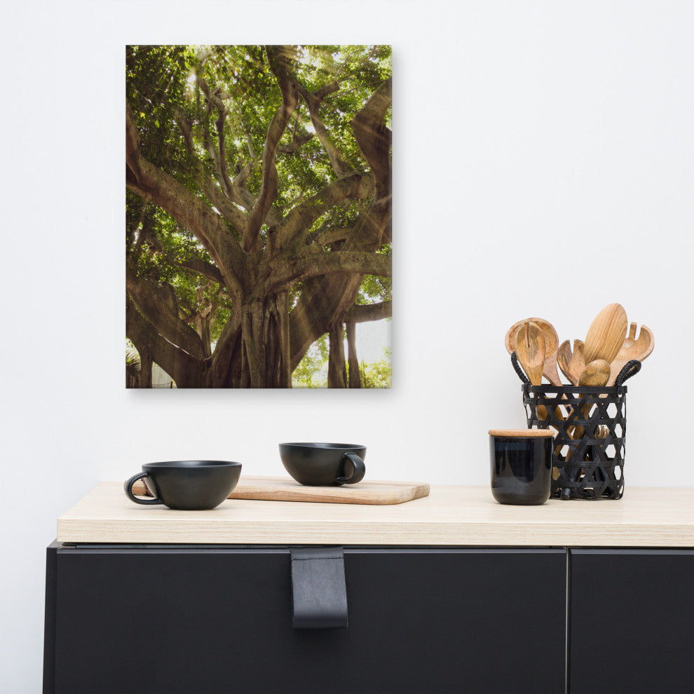 Banyan Tree With Glory Rays of Sunlight Botanical Photo Canvas Print, 16" X 20"