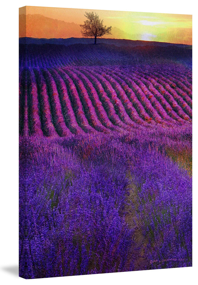 "High Summer Lavenders" Painting Print on Canvas by Chris Vest