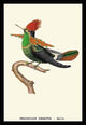 Hummingbird: Trochilus Ornatus - Male- Gallery Wrapped Canvas Art 28" x 42"