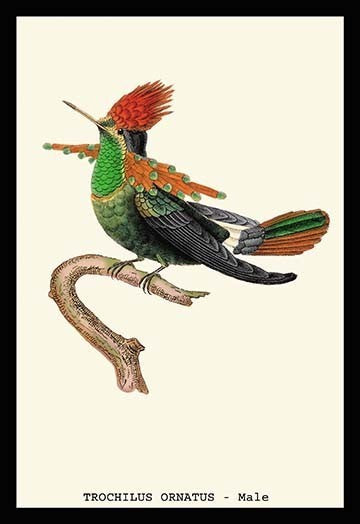 Hummingbird: Trochilus Ornatus - Male- Gallery Wrapped Canvas Art 28" x 42"