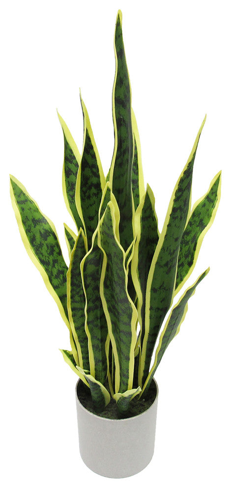 White-background full view of the plant (alternate_white_full).
