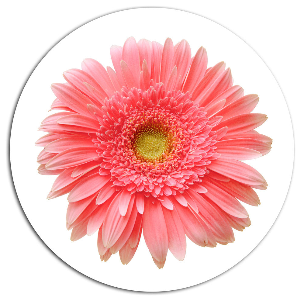 Single Daisy On White Background, Floral Disc Metal Wall Art, 36"