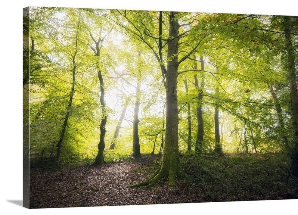 "Natural Light" Wrapped Canvas Art Print, 24"x16"x1.5"