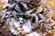 Umberto Boccioni Lancers, 18"x27" Wall Decal