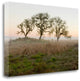 "Oak Tree - 31" By Alan Blaustein, Giclee Print on Gallery Wrap Canvas