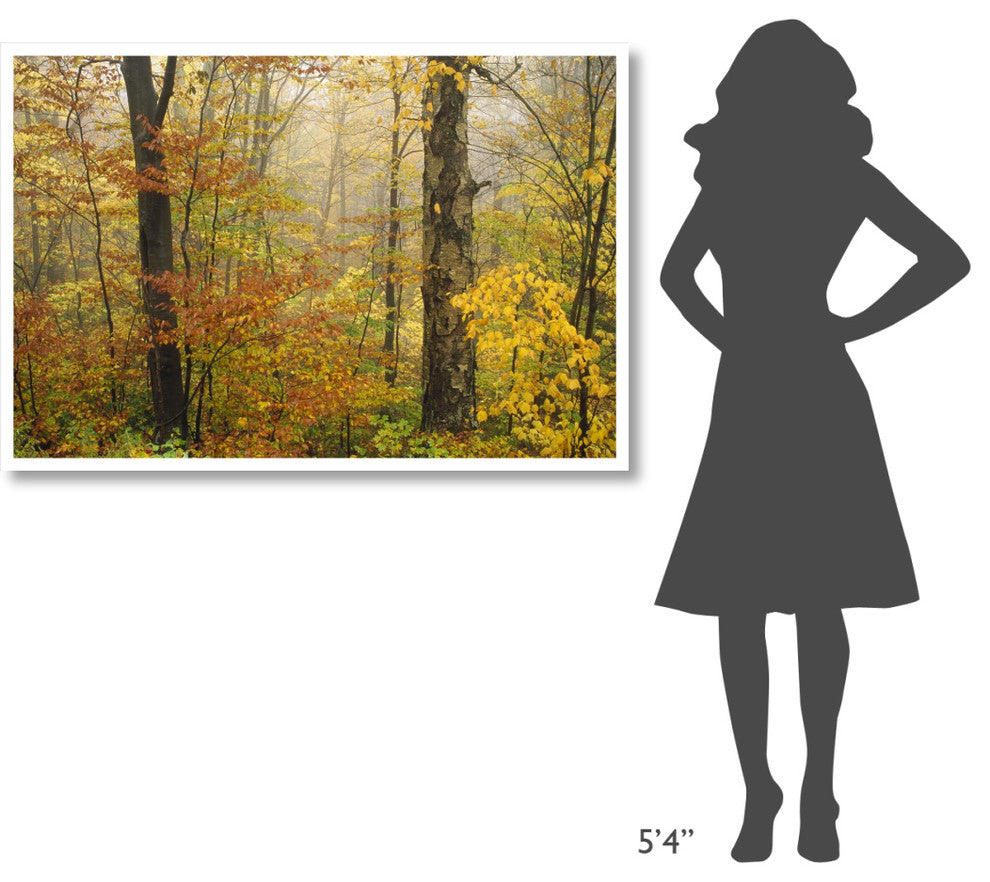 "Mixed deciduous forest in autumn, Mill Brook, Vermont" Paper Art, 50"x34"
