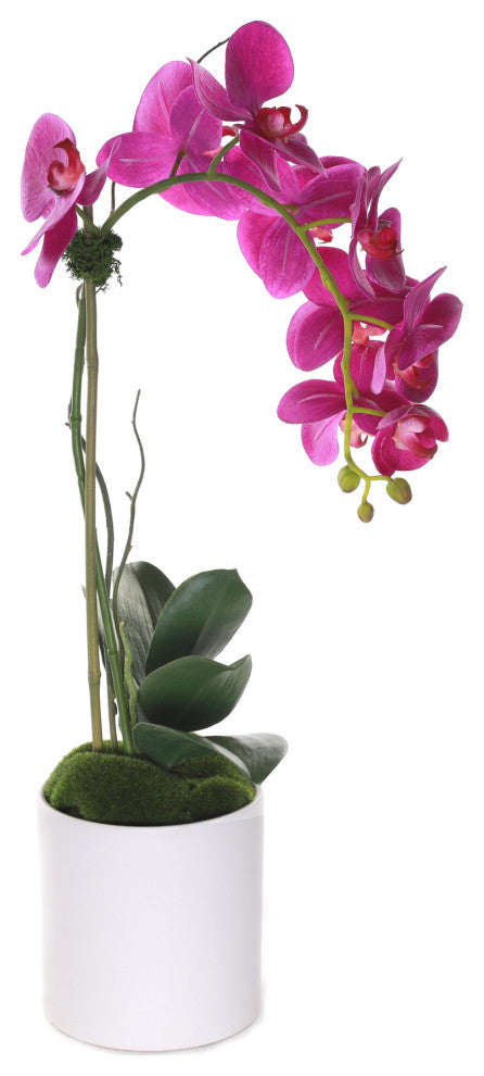Purple Phalaenopsis Orchid, White Cylinder Pot