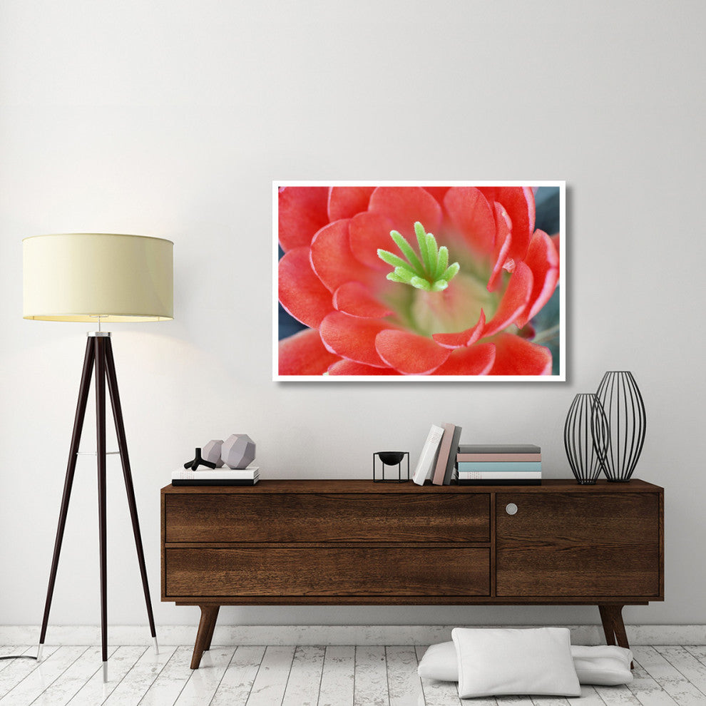 "Claret Cup Cactus flower, Arizona" Paper Print by Tim Fitzharris, 50"x34"