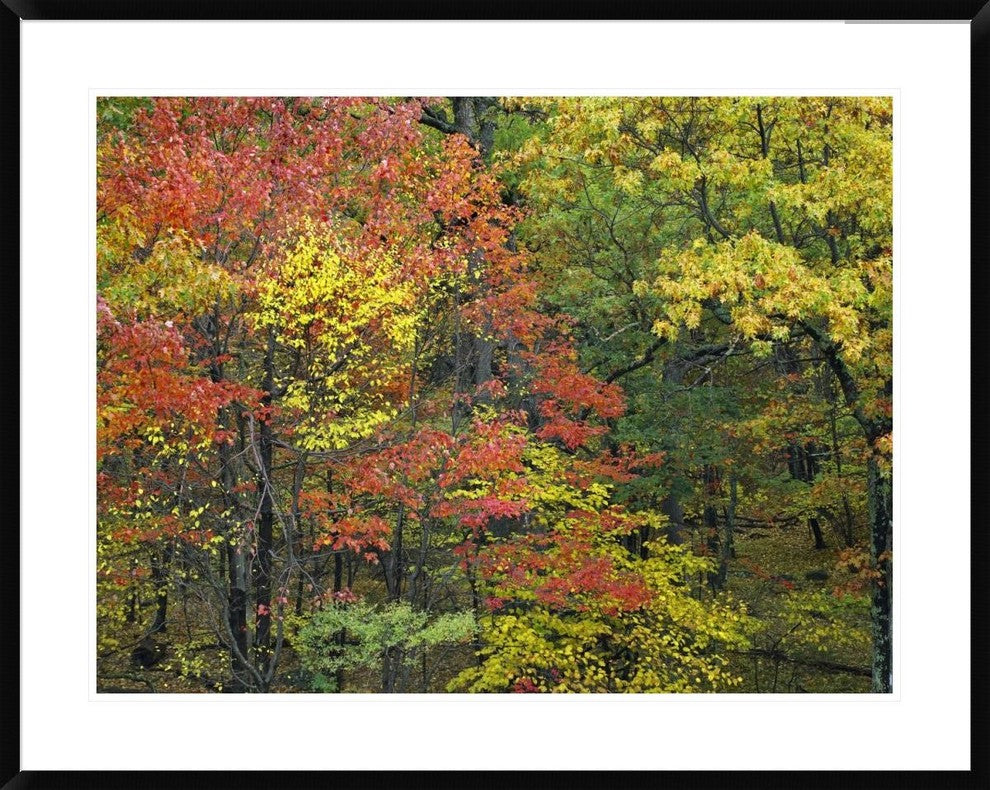 Fall Foliage At Fishers Gap, Shenandoah National Park, Virginia, 38"x30"