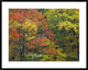 Fall Foliage At Fishers Gap, Shenandoah National Park, Virginia, 38"x30"