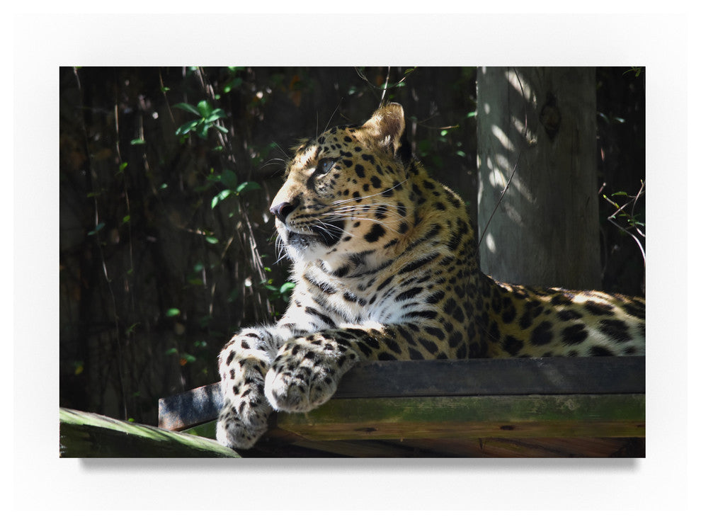 "Leopard" by Robert Michaud, Canvas Art
