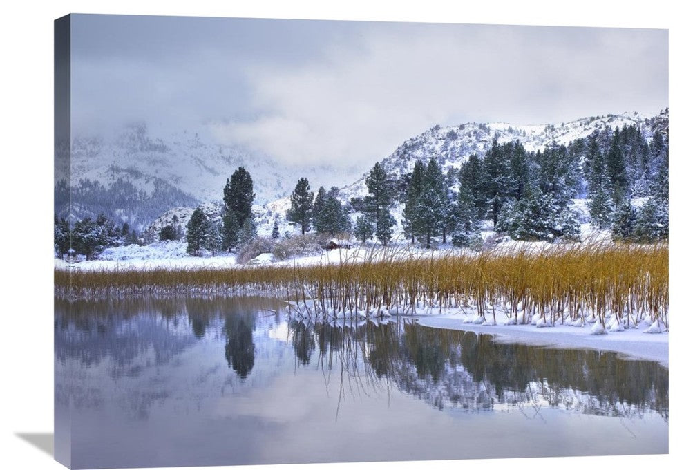 "Reeds-Frozen Surface Of June Lake, Eastern Sierra Nevada, California" Artwork