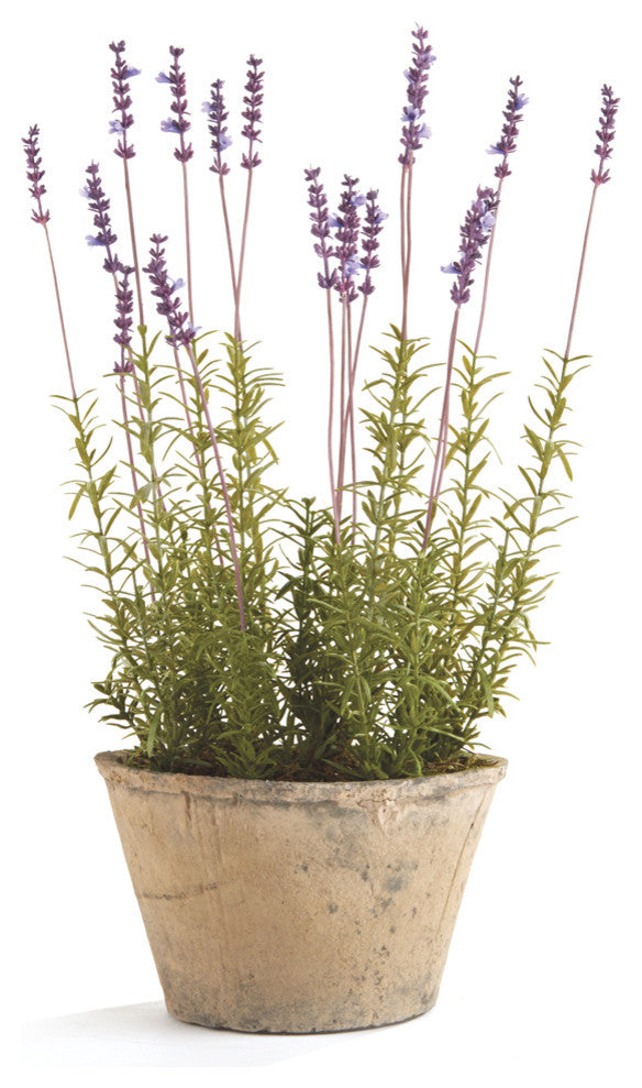 French Lavender 21" Potted
