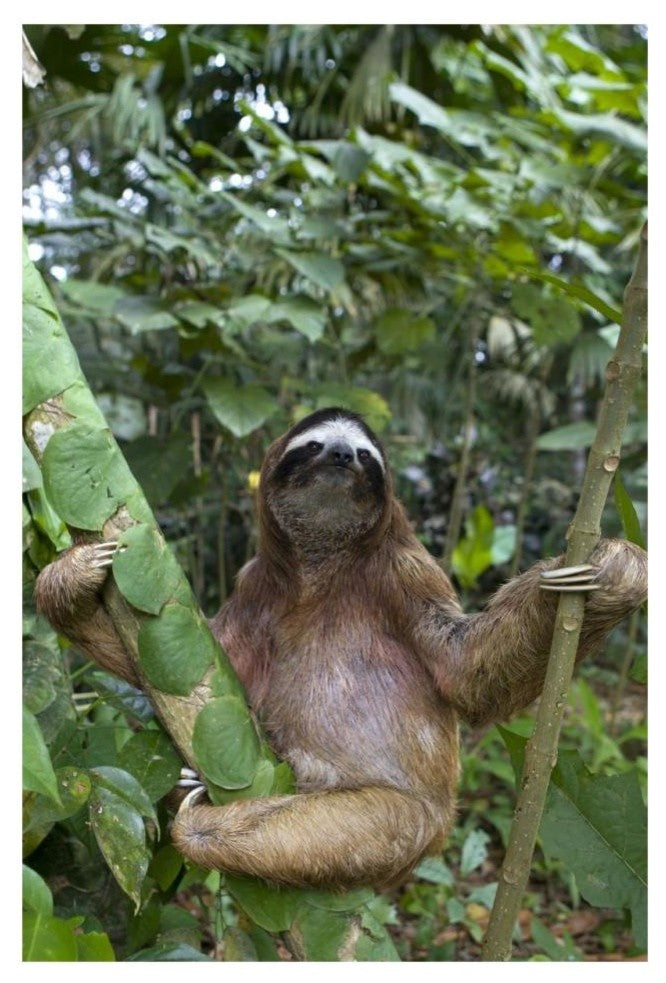 "Brown-throated 3-toed Sloth male, Aviarios Sloth Sanctuary" Paper Art, 22"x32"