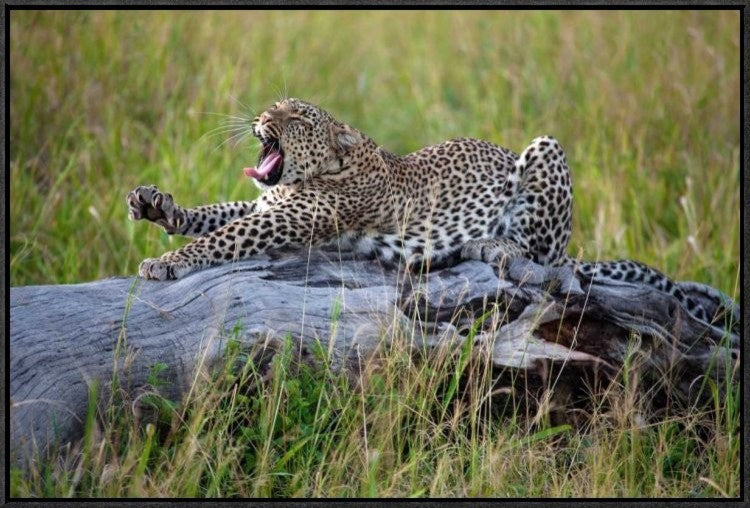 "Big Cat" Framed Canvas Giclee by Alessandro Catta, 31x21"