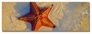 'Starfish' Canvas Art by Preston