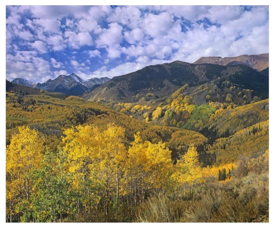 "Quaking Aspen in autumn, Colorado" Paper Print by Tim Fitzharris, 18"x15"