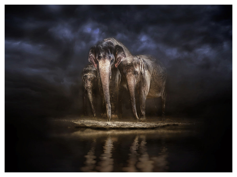 Elephants Watering in the River, Animal Canvas Wall Art, 40"x30"