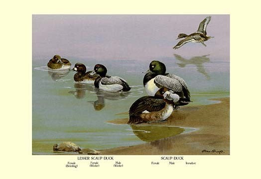 Scaup Duck- Fine Art Giclee Print 24" x 36"