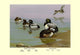 Scaup Duck- Fine Art Giclee Print 24" x 36"