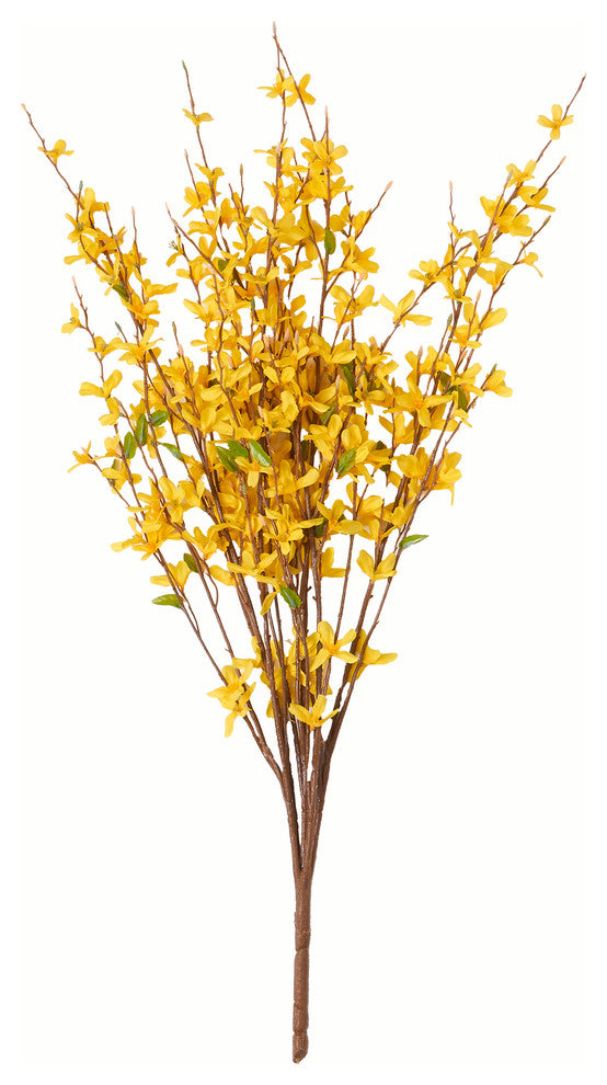 Forsythia Bush, 31"