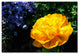 ''Yellow Double Headed Tulip'' Canvas Art by Kurt Shaffer